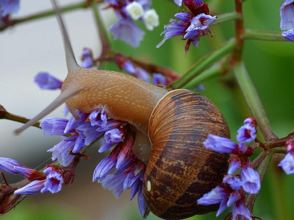 Photo of Garden snail