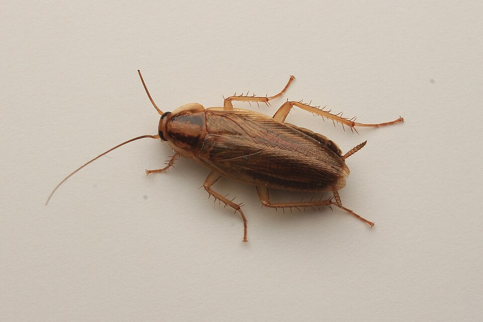 Photo of German cockroach