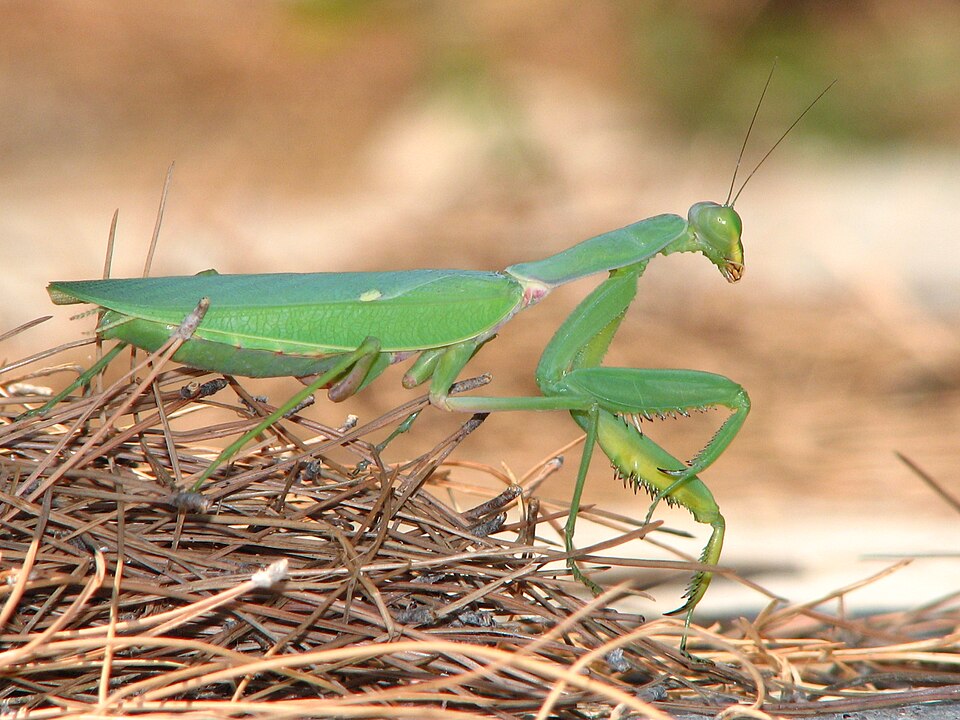 Photo of Giant African mantis