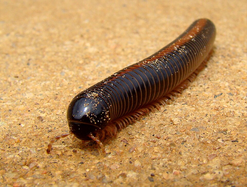 Photo of Giant African millipede