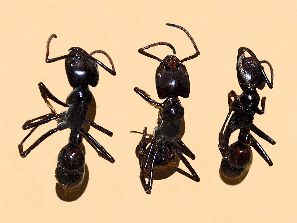 Photo of Giant Amazonian ant