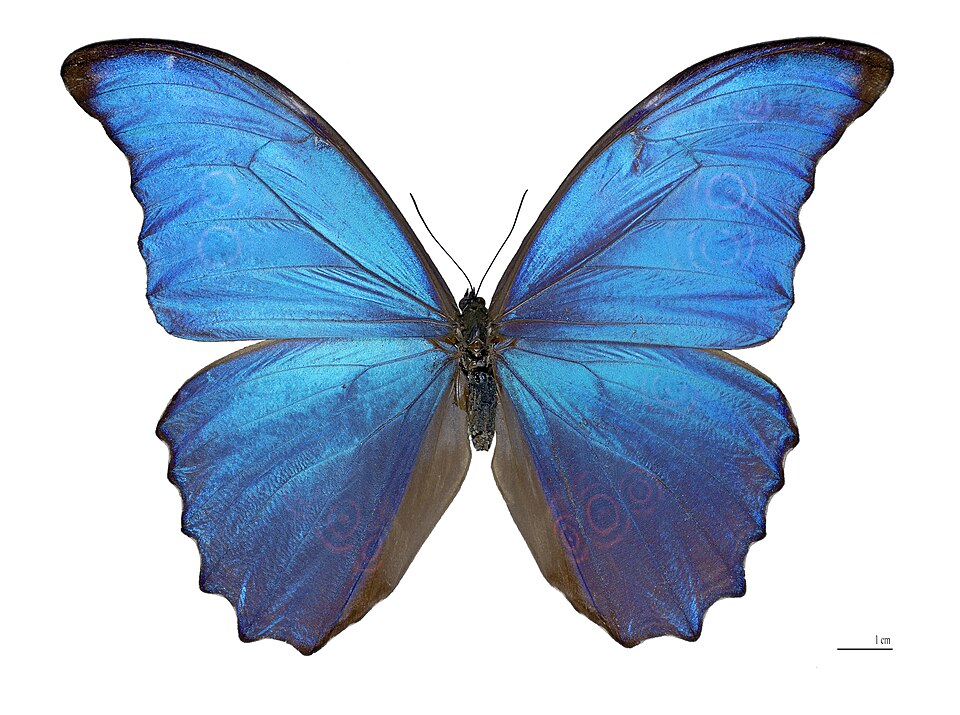 Photo of Giant blue morpho