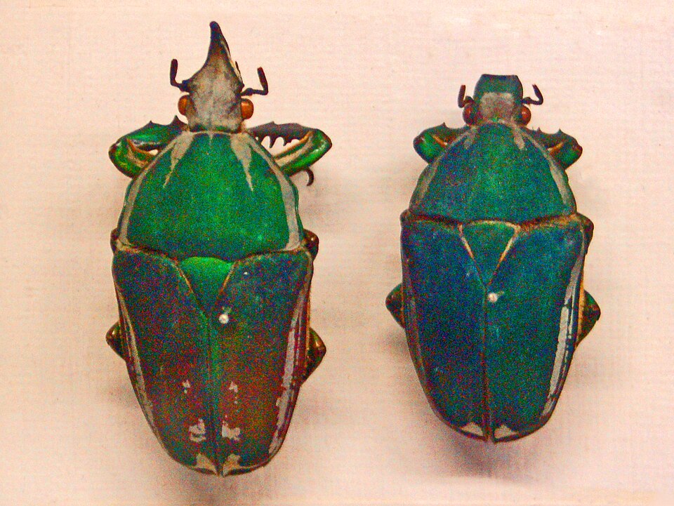Photo of Giant flower beetle