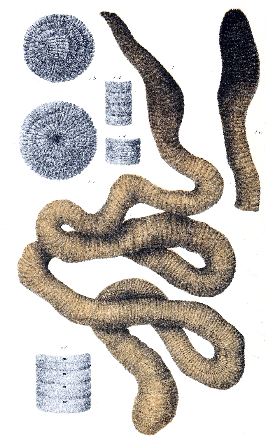 Photo of Giant Gippsland earthworm
