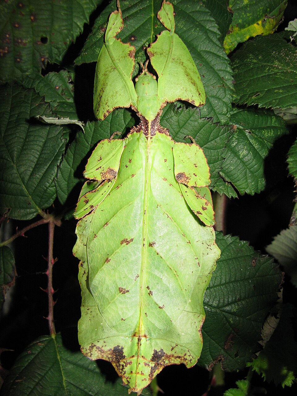 Photo of Giant leaf insect