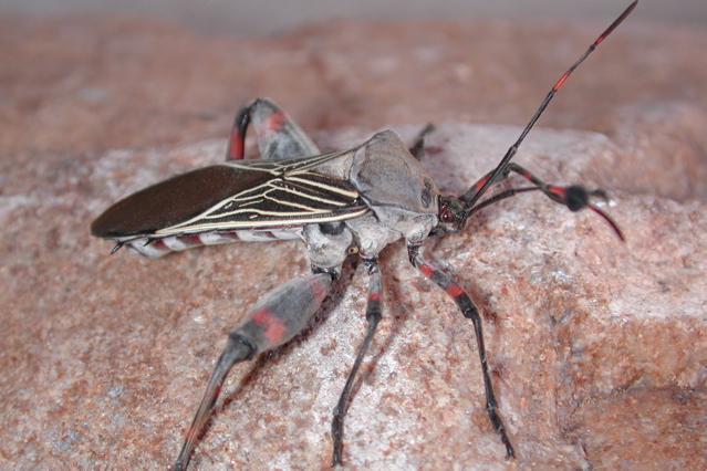 Photo of Giant mesquite bug