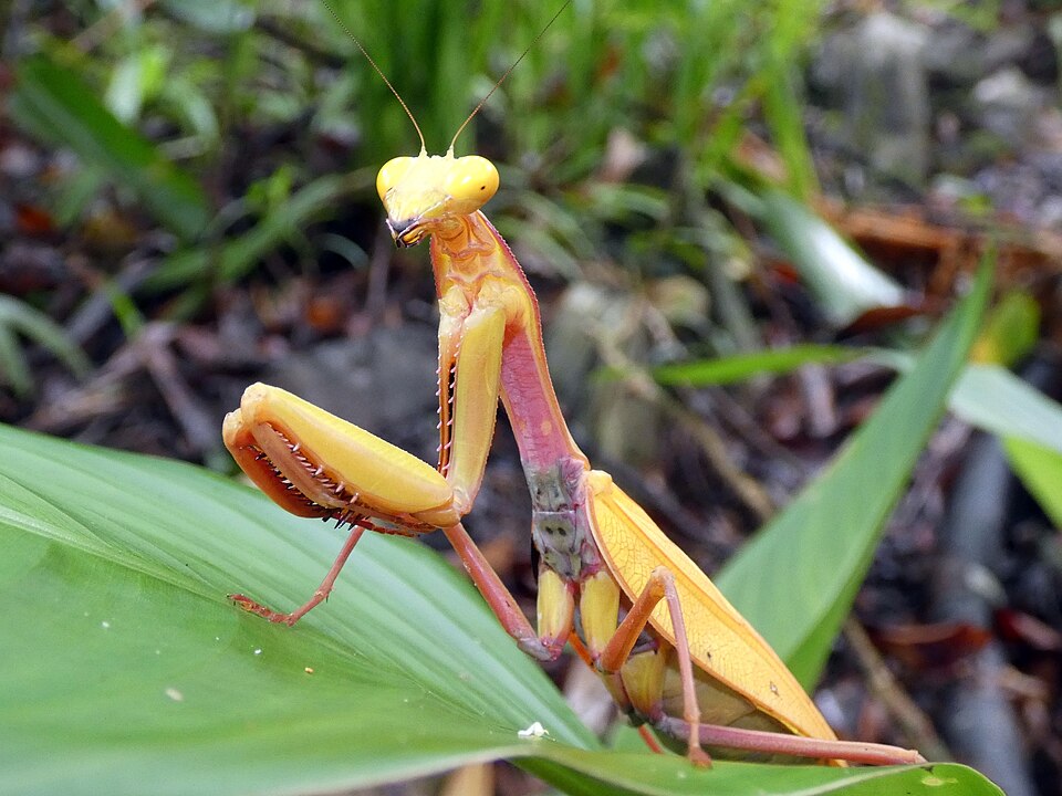 Photo of Giant rainforest mantis