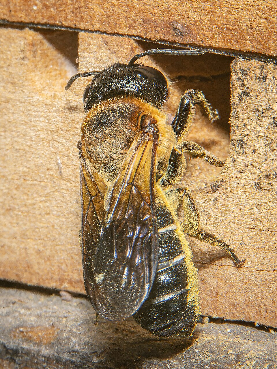 Photo of Giant resin bee