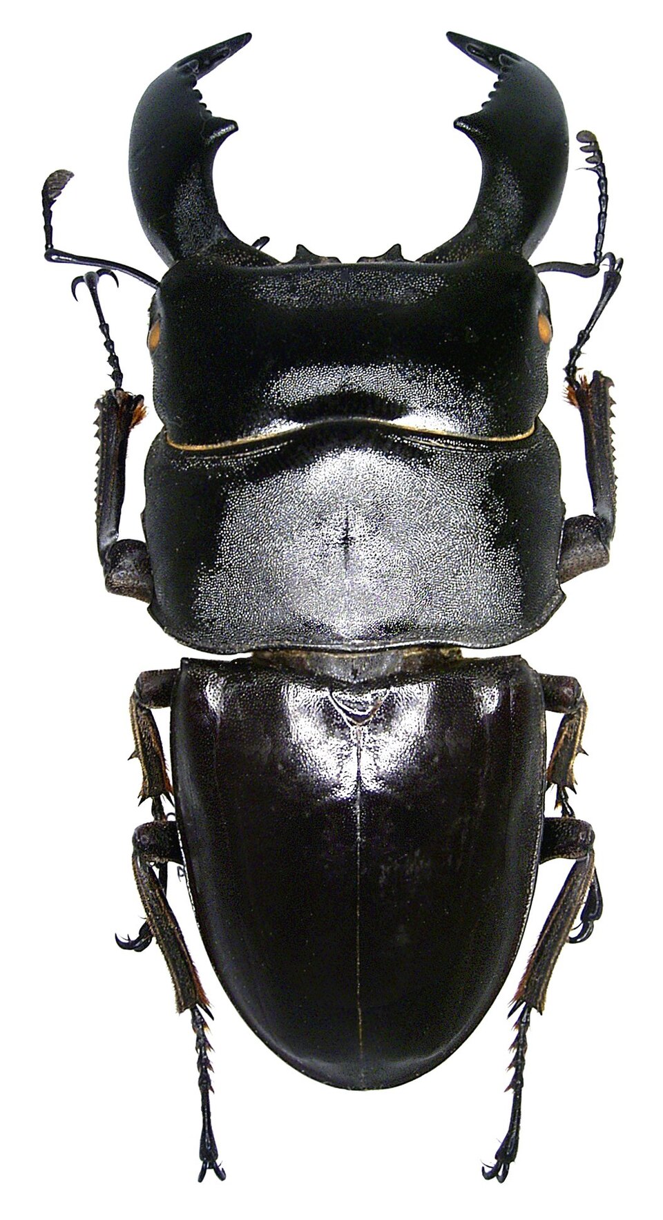 Photo of Giant stag beetle