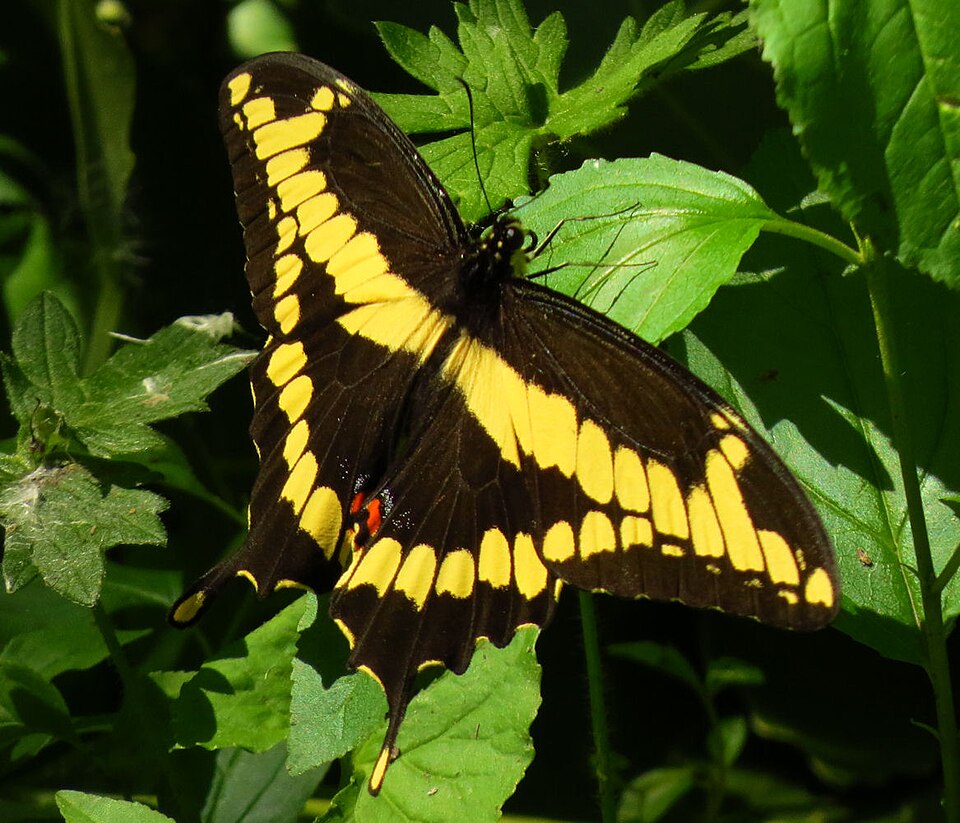 Photo of Giant swallowtail