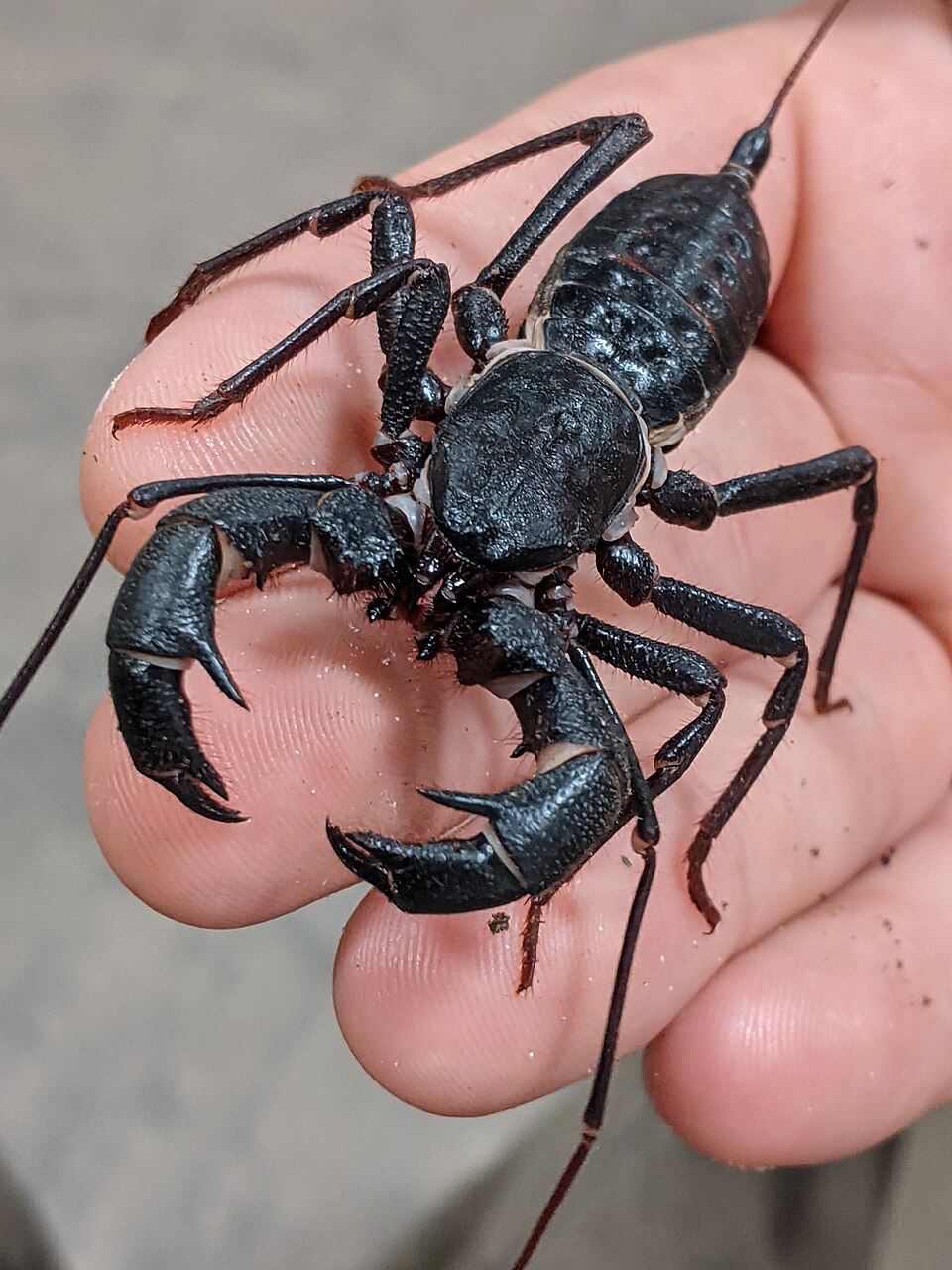 Photo of Giant vinegaroon