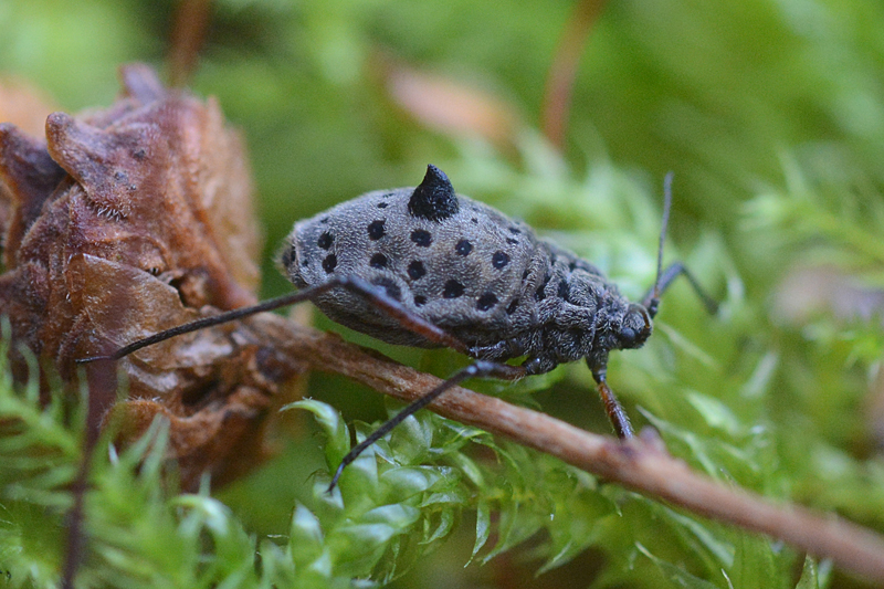 Photo of Giant willow aphid