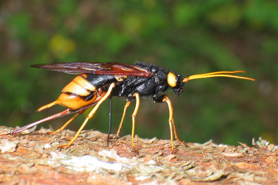 Photo of Giant woodwasp