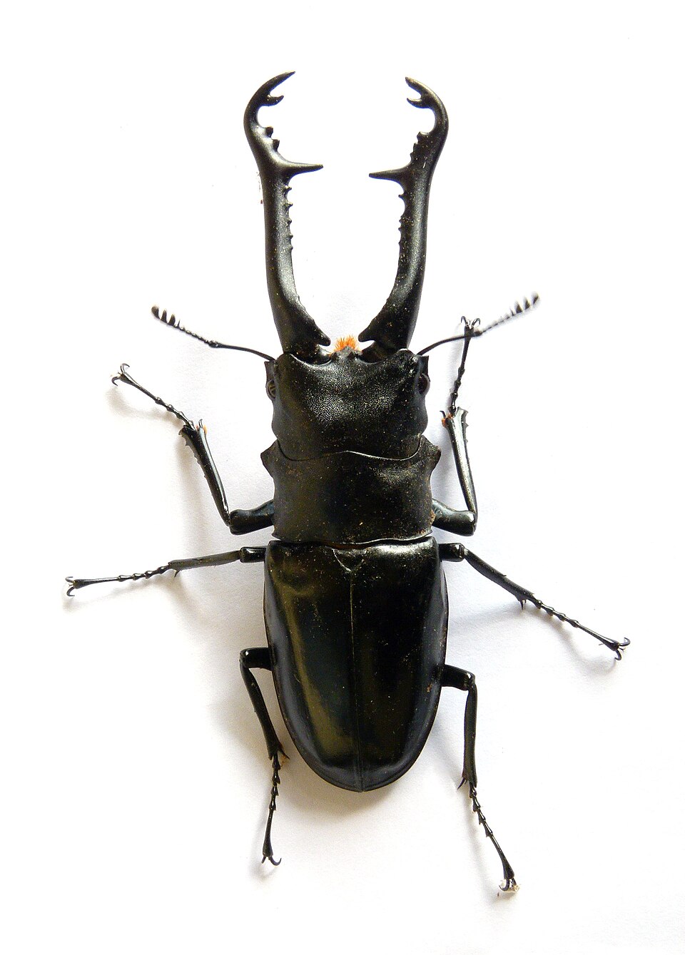 Photo of Giraffe stag beetle
