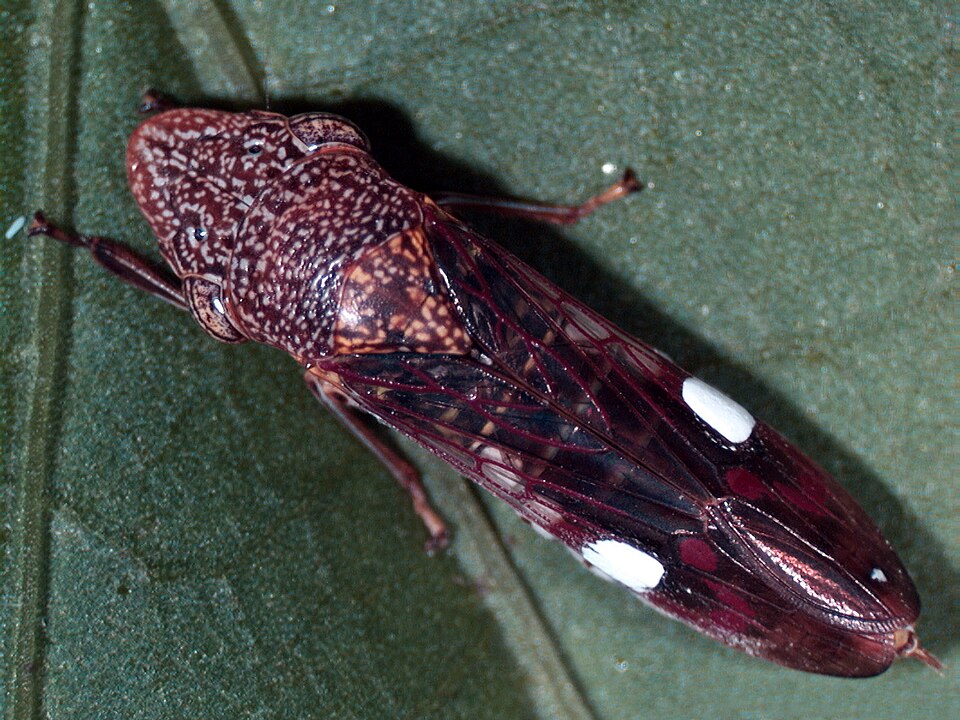 Photo of Glassy-winged sharpshooter
