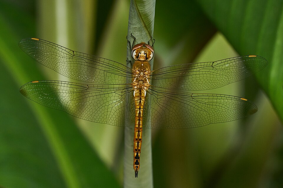 Photo of Globe skimmer