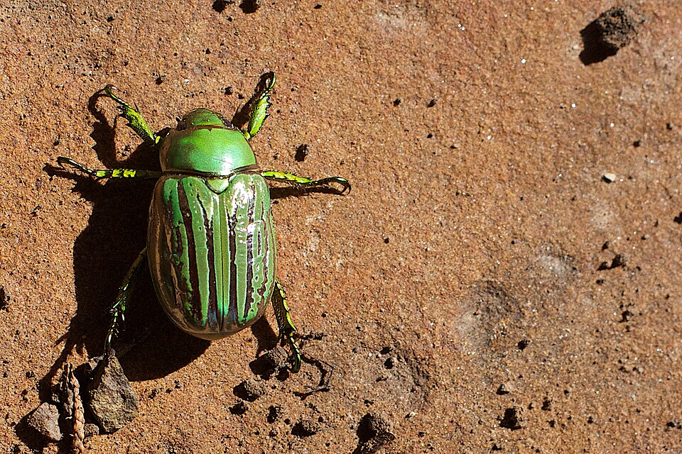 Photo of Glorious scarab
