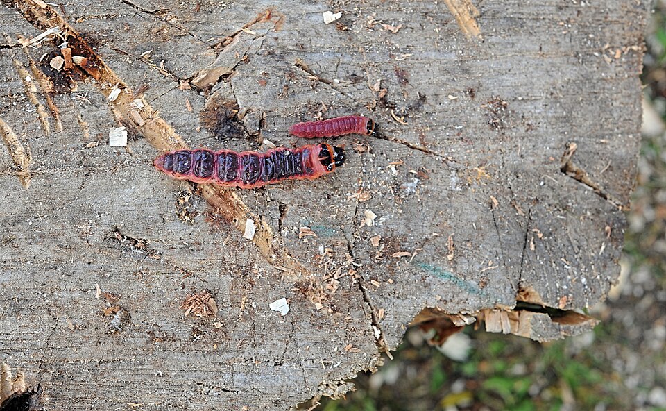 Photo of Goat moth