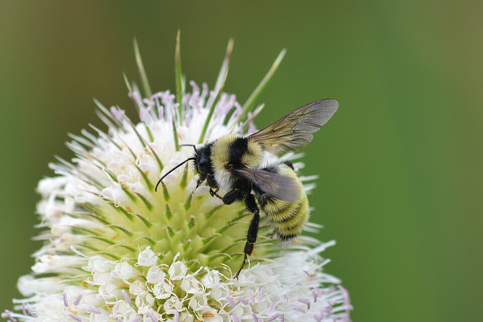 Photo of Golden northern bumblebee