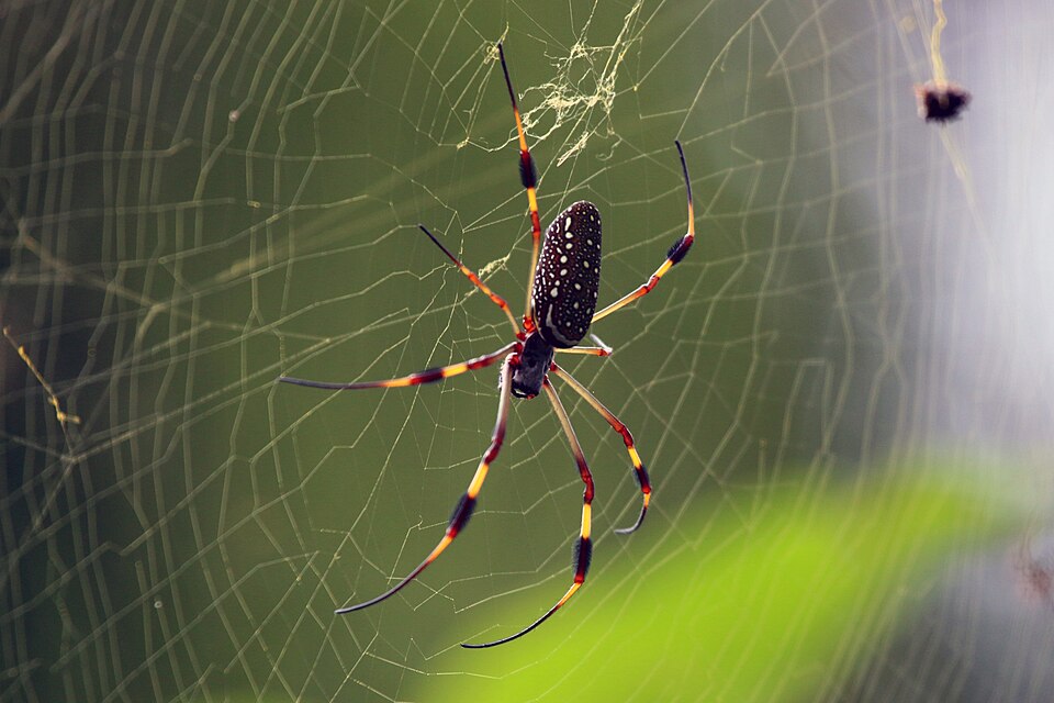 Photo of Golden silk orb-weaver