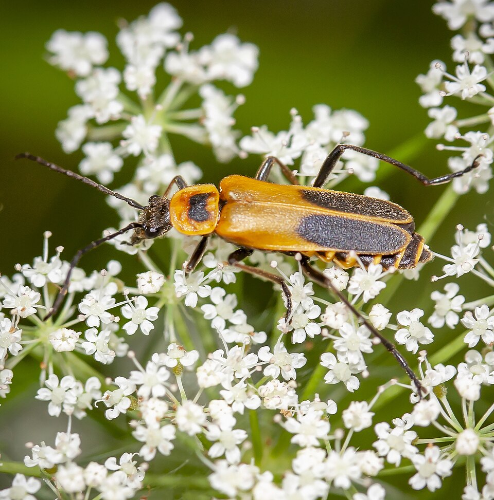 Photo of Goldenrod soldier beetle