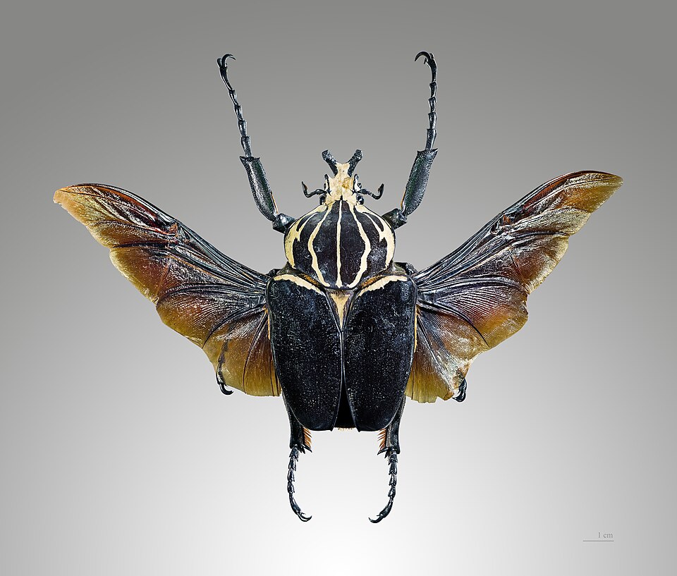 Photo of Goliath beetle