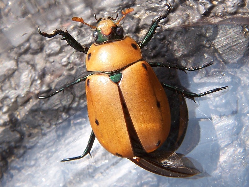 Photo of Grapevine beetle