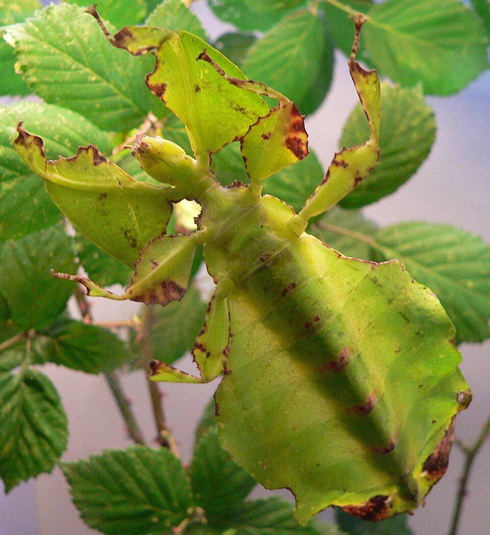 Photo of Gray's leaf insect