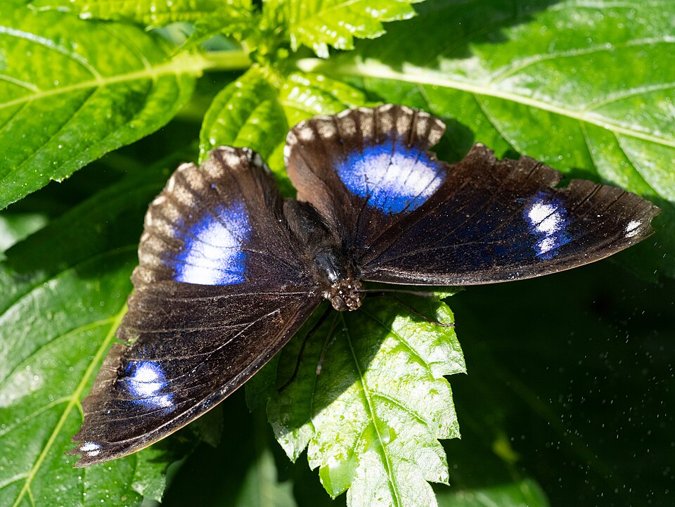 Photo of Great eggfly