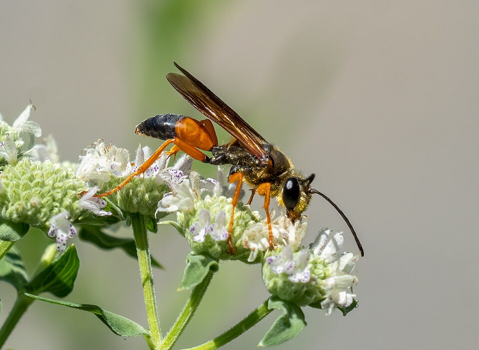 Photo of Great golden digger wasp
