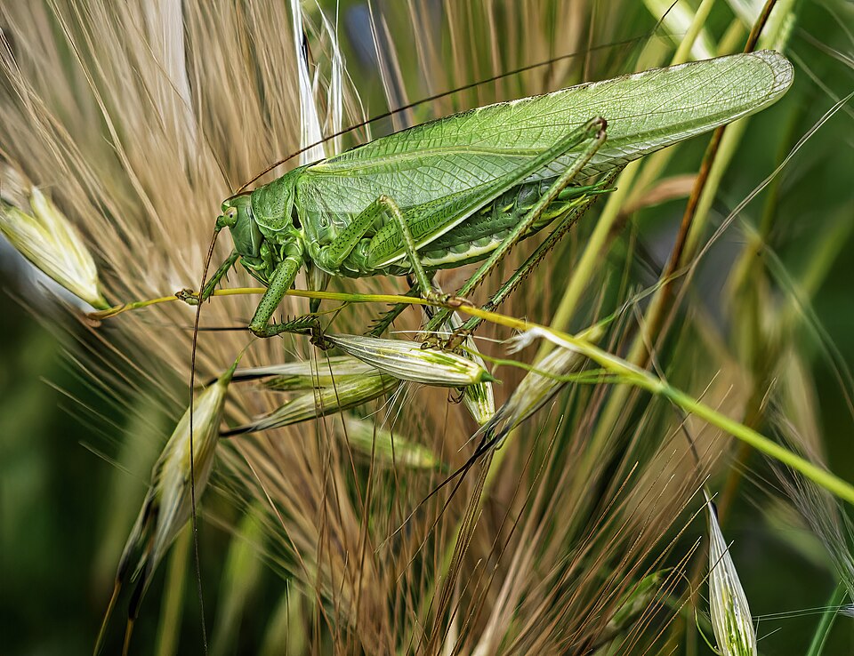 Photo of Great green bush-cricket