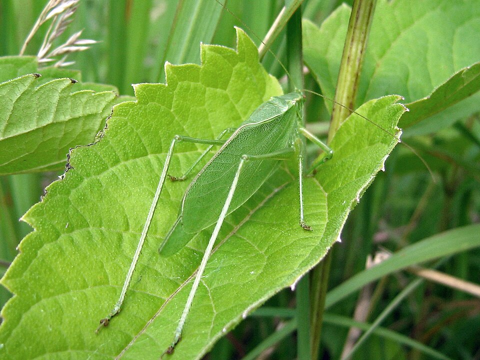 Photo of Greater angle-wing katydid