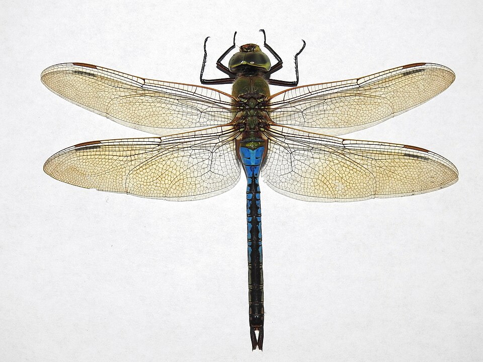 Photo of Green darner