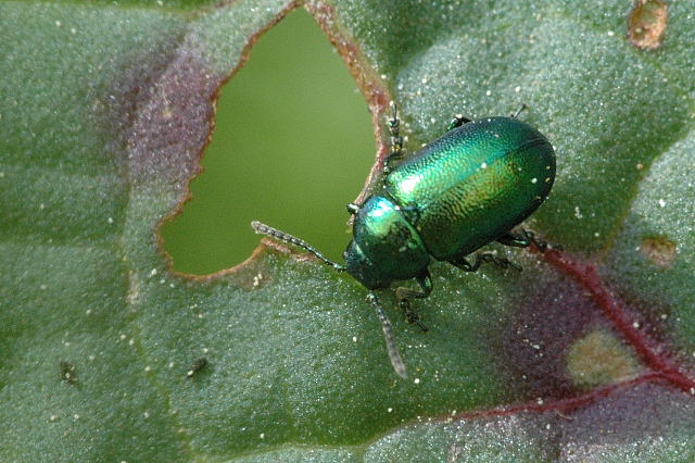 Photo of Green dock beetle