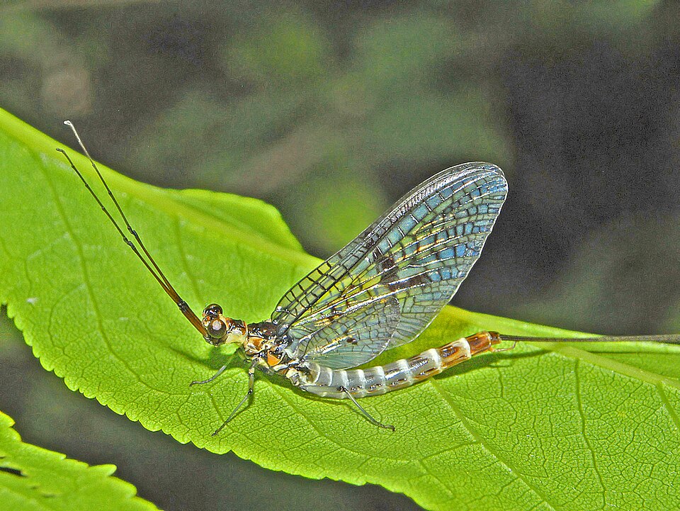 Photo of Green drake mayfly