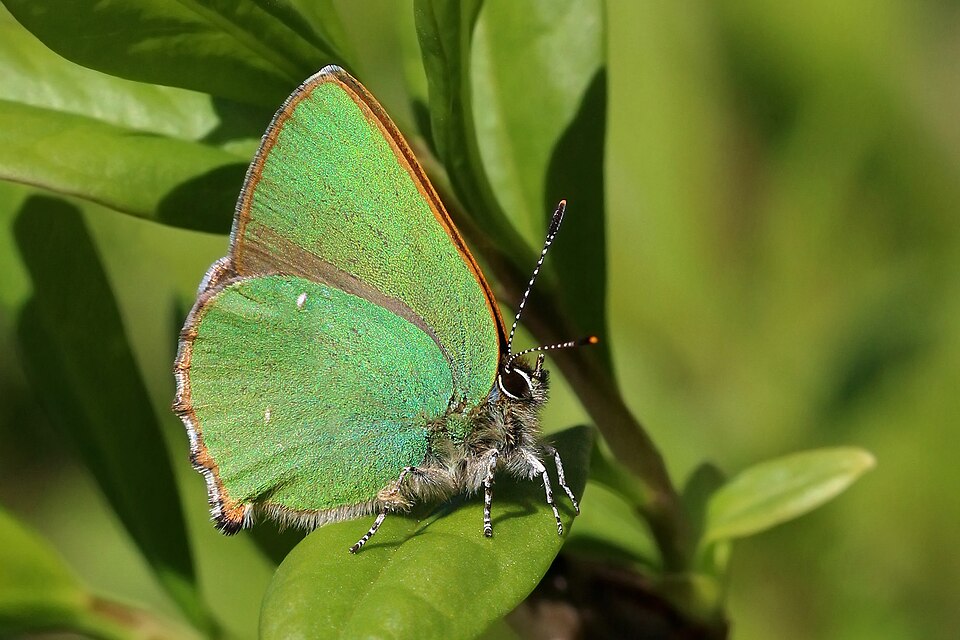 Photo of Green hairstreak