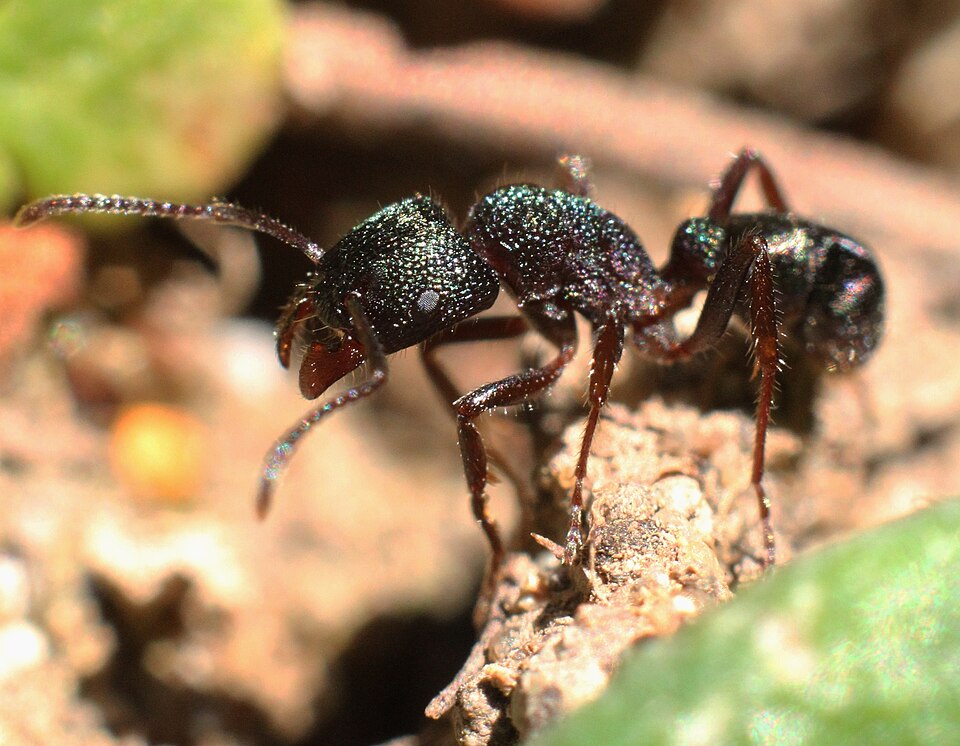 Photo of Green-head ant
