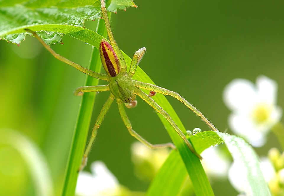 Photo of Green huntsman spider