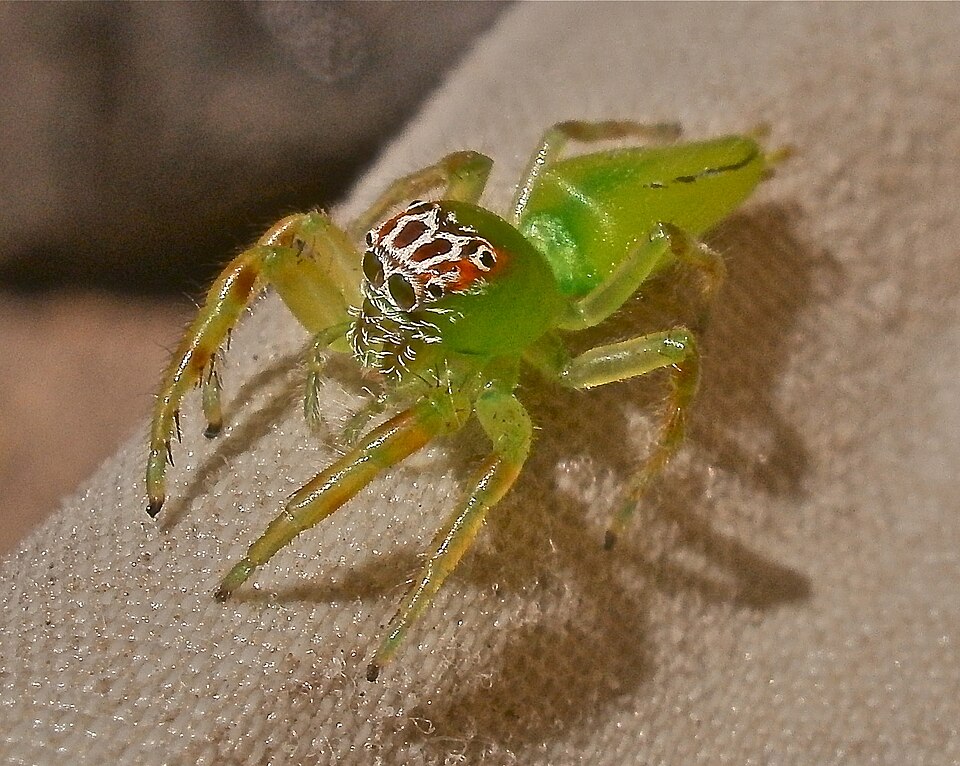 Photo of Green jumping spider