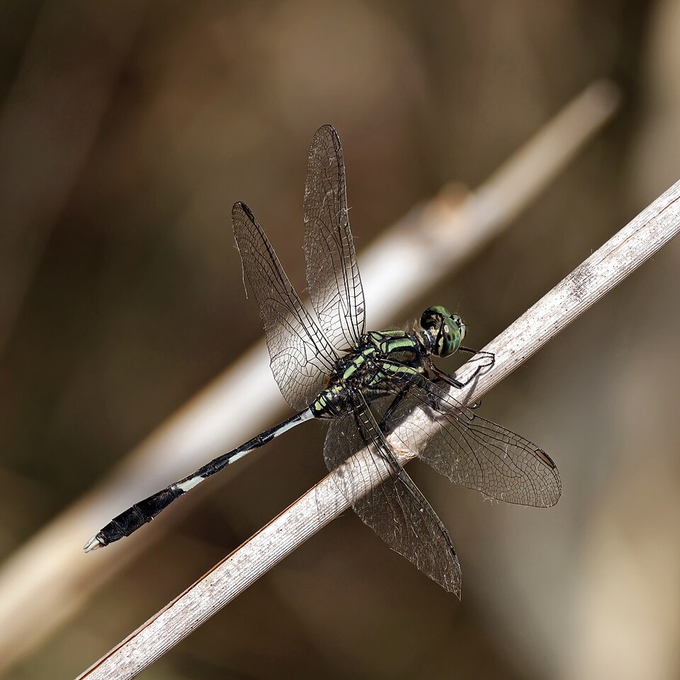 Photo of Green marsh hawk