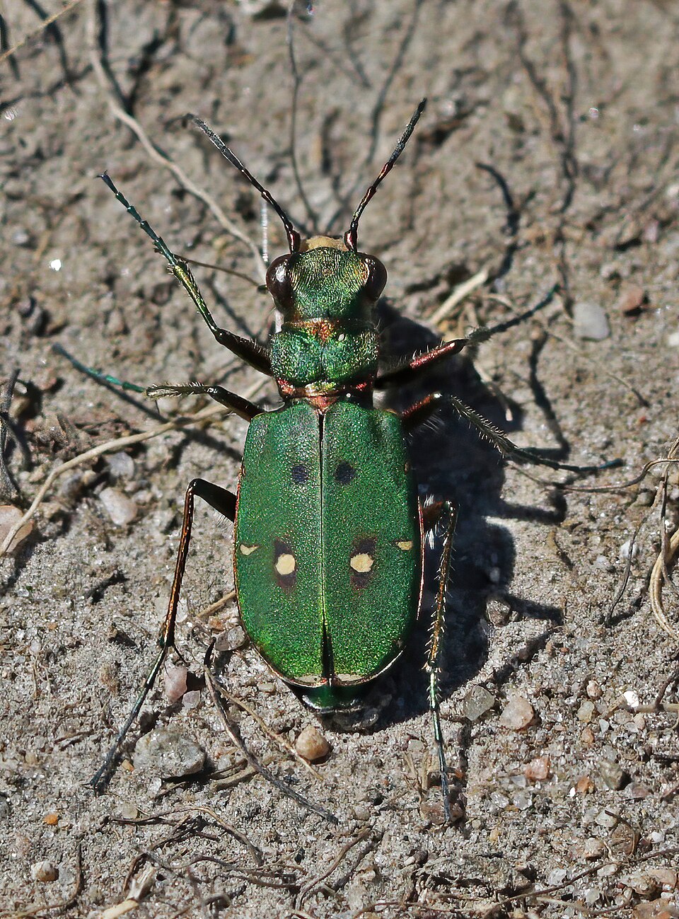 Photo of Green tiger beetle