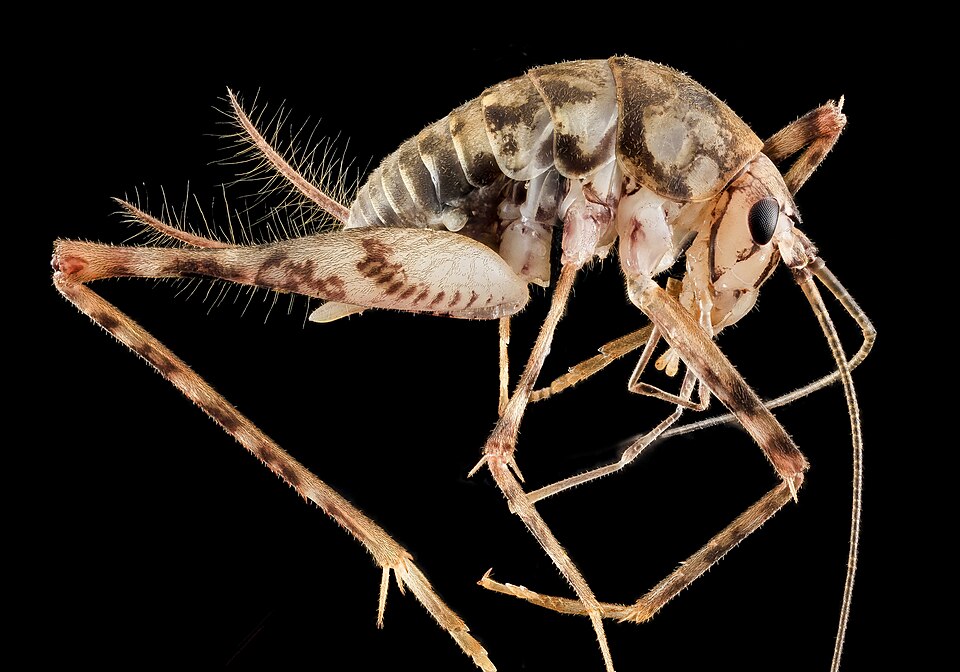 Photo of Greenhouse camel cricket