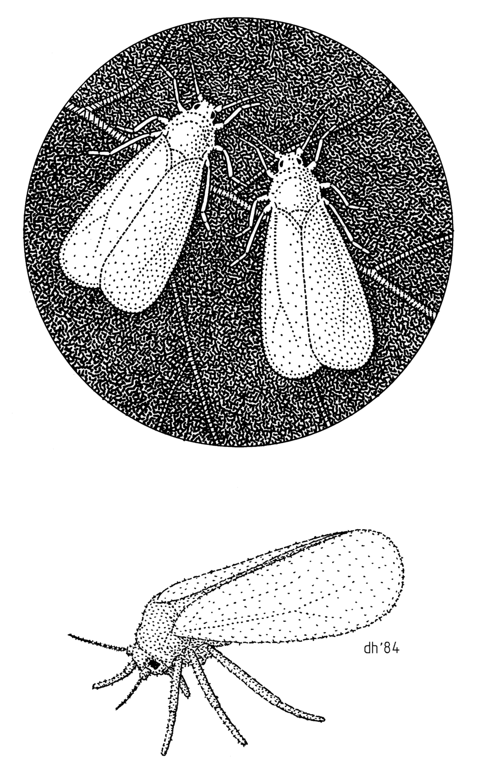 Photo of Greenhouse whitefly