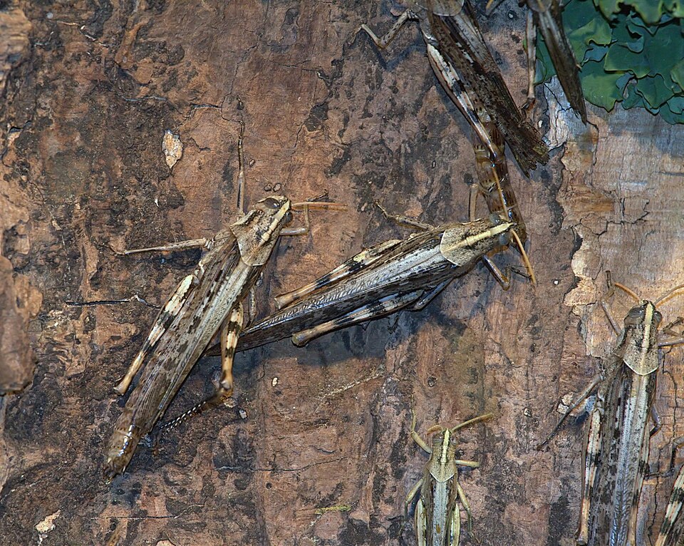 Photo of Grey bird grasshopper