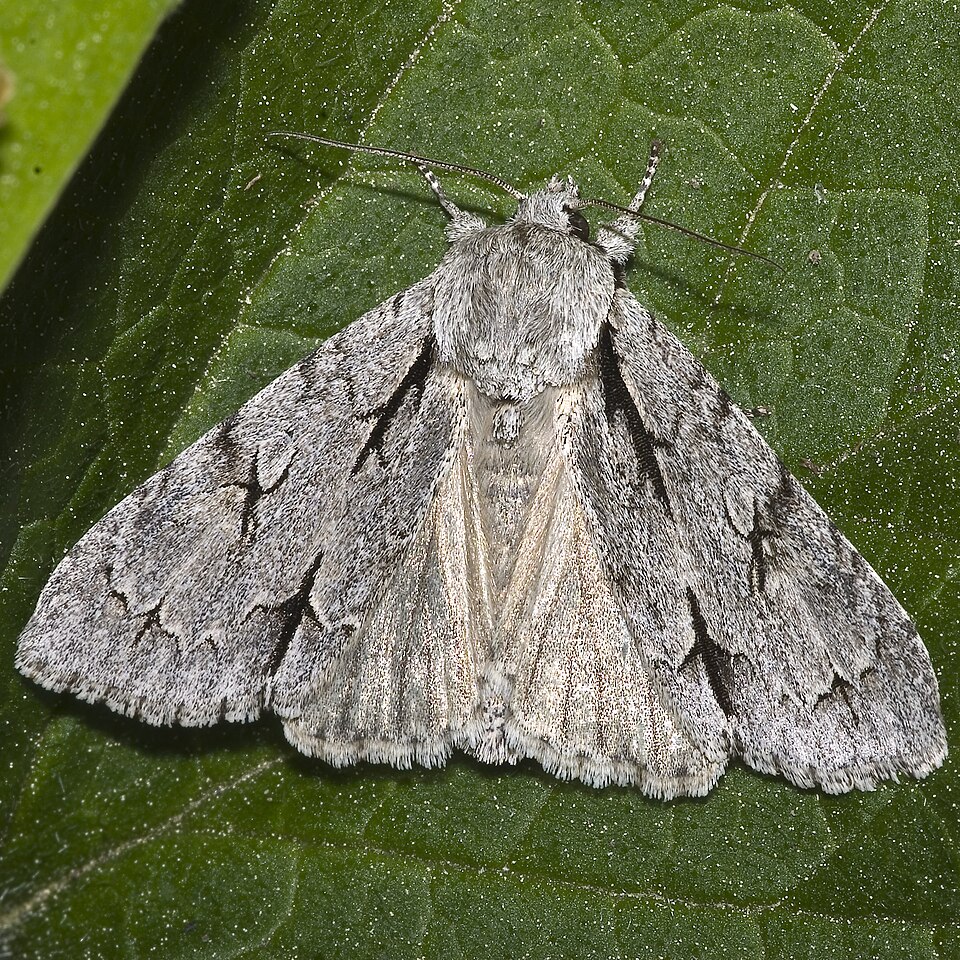 Photo of Grey dagger