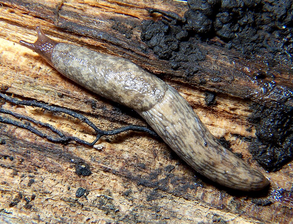 Photo of Grey field slug
