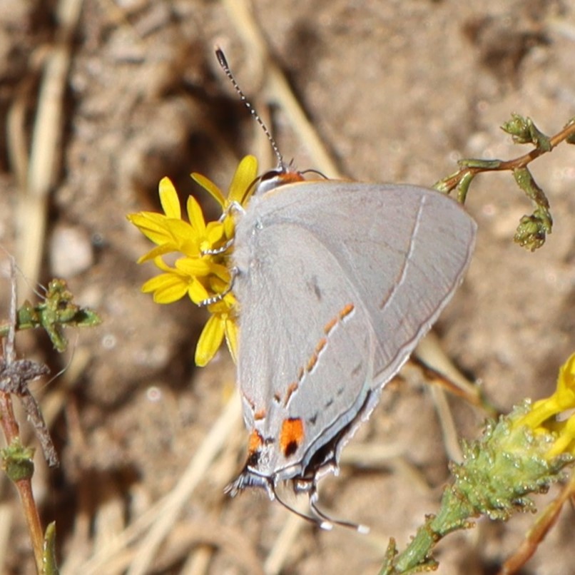 Photo of Grey hairstreak