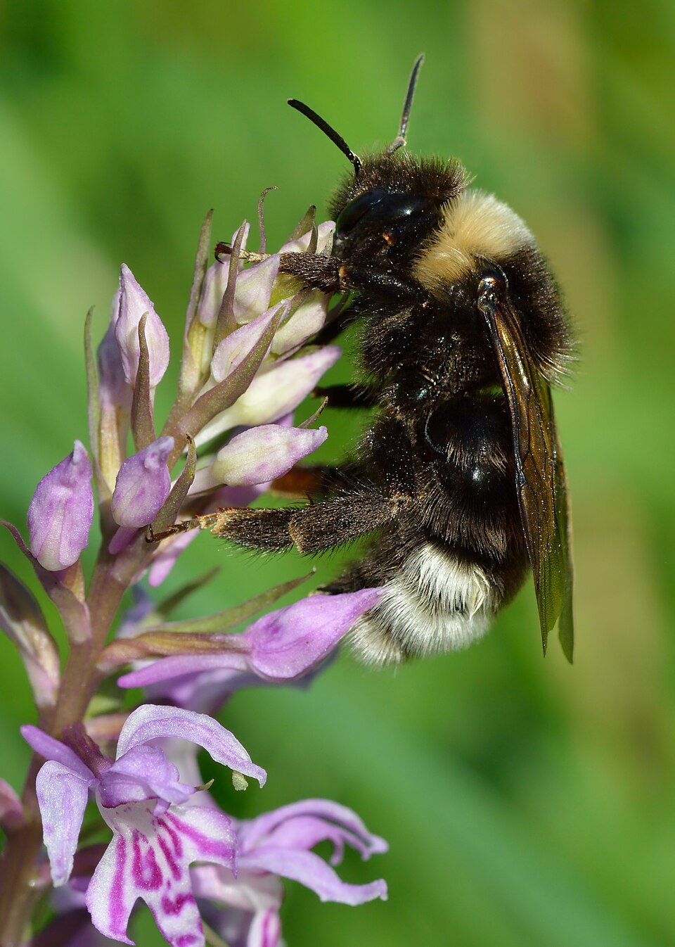 Photo of Gypsy cuckoo bumblebee