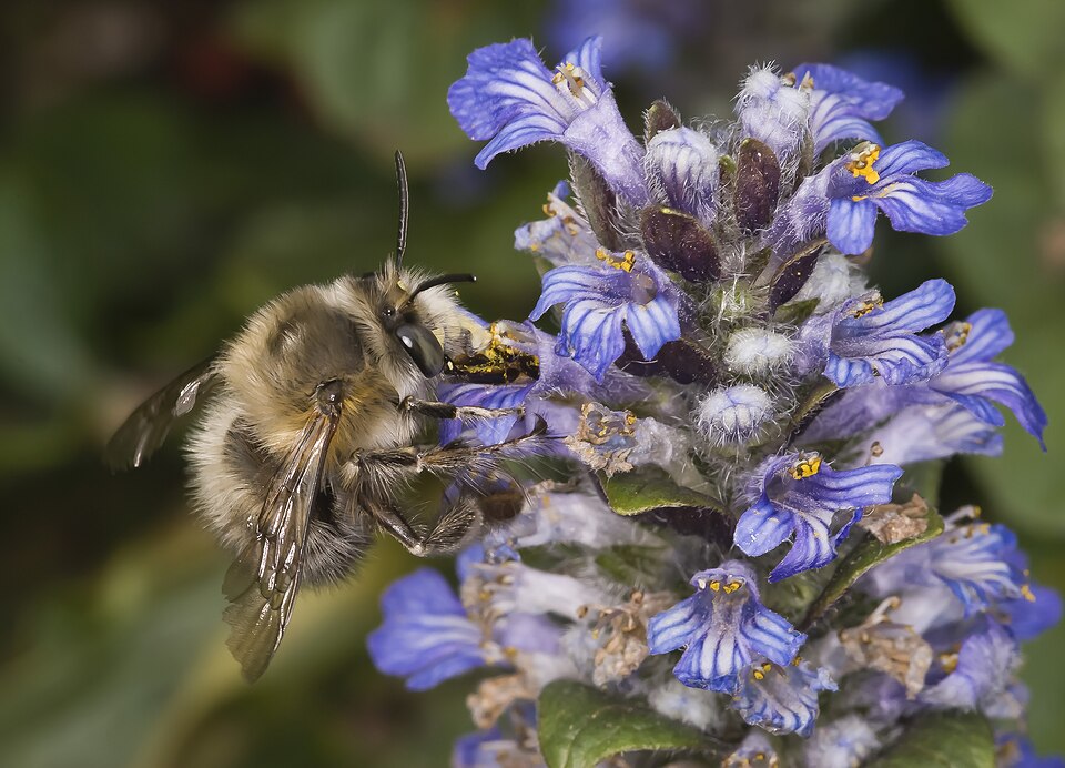 Photo of Hairy-footed flower bee