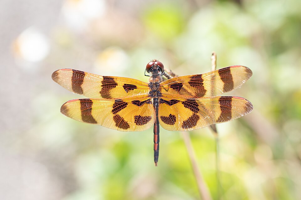 Photo of Halloween pennant